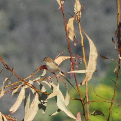 Cisticola exilis (Golden-headed Cisticola) at Ettamogah, NSW - 25 Nov 2022 by AlburyCityEnviros