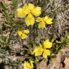 Goodenia pinnatifida (Scrambled Eggs) at Campbell, ACT - 25 Nov 2022 by SilkeSma