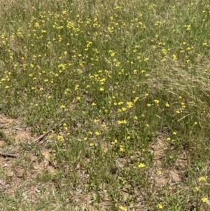 Goodenia pinnatifida at Campbell, ACT - 25 Nov 2022