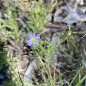 Vittadinia muelleri at Campbell, ACT - 25 Nov 2022