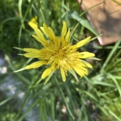 Tragopogon dubius (Goatsbeard) at Hackett, ACT - 25 Nov 2022 by cmobbs