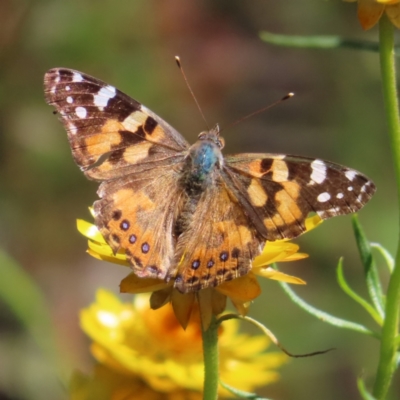 Vanessa kershawi (Australian Painted Lady) at Lyons, ACT - 25 Nov 2022 by MatthewFrawley