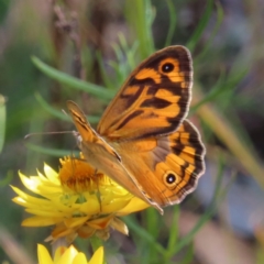 Heteronympha merope (Common Brown Butterfly) at Lyons, ACT - 24 Nov 2022 by MatthewFrawley