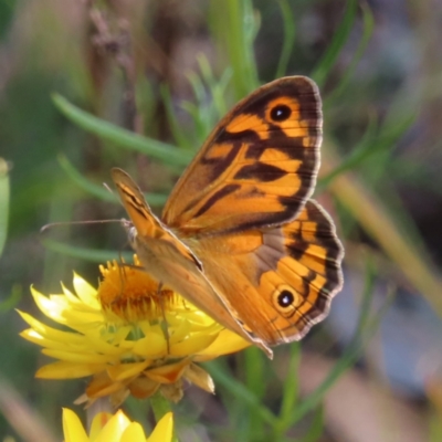 Heteronympha merope (Common Brown Butterfly) at Lyons, ACT - 24 Nov 2022 by MatthewFrawley