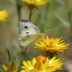 Pieris rapae (Cabbage White) at Oakey Hill - 25 Nov 2022 by MatthewFrawley