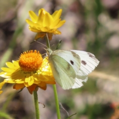 Pieris rapae at Lyons, ACT - 25 Nov 2022 10:12 AM