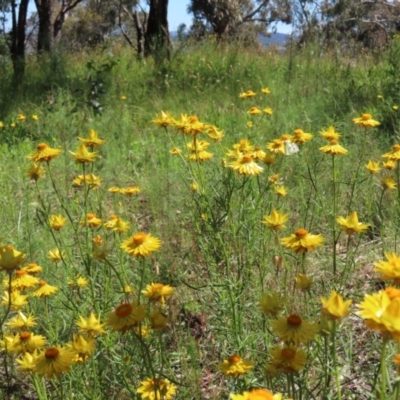Xerochrysum viscosum (Sticky Everlasting) at Lyons, ACT - 25 Nov 2022 by MatthewFrawley