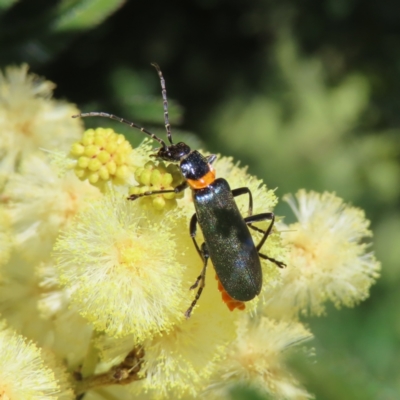 Chauliognathus lugubris (Plague Soldier Beetle) at Lyons, ACT - 25 Nov 2022 by MatthewFrawley