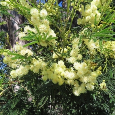 Acacia mearnsii (Black Wattle) at Lyons, ACT - 25 Nov 2022 by MatthewFrawley
