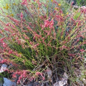 Gonocarpus tetragynus at Lyons, ACT - 25 Nov 2022