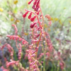 Gonocarpus tetragynus at Lyons, ACT - 25 Nov 2022