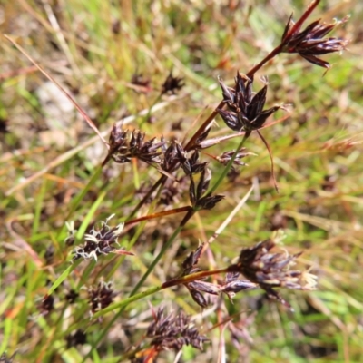 Schoenus apogon (Common Bog Sedge) at Lyons, ACT - 25 Nov 2022 by MatthewFrawley