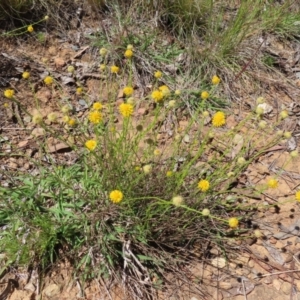 Calotis lappulacea at Garran, ACT - 25 Nov 2022