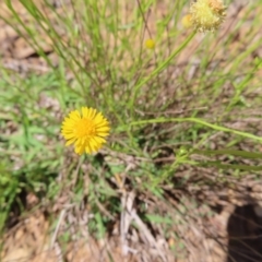 Calotis lappulacea at Garran, ACT - 25 Nov 2022