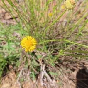 Calotis lappulacea at Garran, ACT - 25 Nov 2022