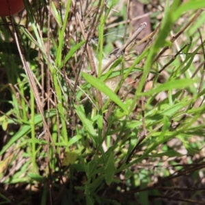 Calotis lappulacea at Garran, ACT - 25 Nov 2022