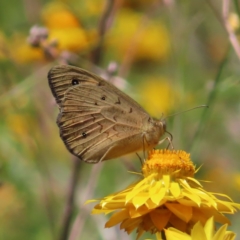 Heteronympha merope (Common Brown Butterfly) at Red Hill, ACT - 25 Nov 2022 by MatthewFrawley