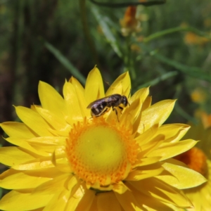 Lasioglossum (Chilalictus) sp. (genus & subgenus) at Red Hill, ACT - 25 Nov 2022