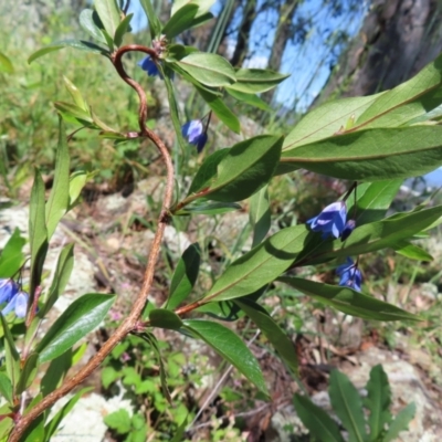 Billardiera heterophylla (Western Australian Bluebell Creeper) at Red Hill, ACT - 25 Nov 2022 by MatthewFrawley