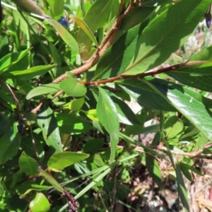 Billardiera heterophylla at Red Hill, ACT - 25 Nov 2022