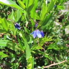 Billardiera heterophylla at Red Hill, ACT - 25 Nov 2022