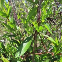 Billardiera heterophylla at Red Hill, ACT - 25 Nov 2022