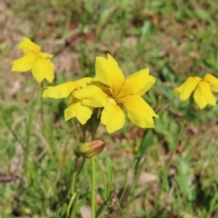 Goodenia pinnatifida (Scrambled Eggs) at Red Hill, ACT - 25 Nov 2022 by MatthewFrawley