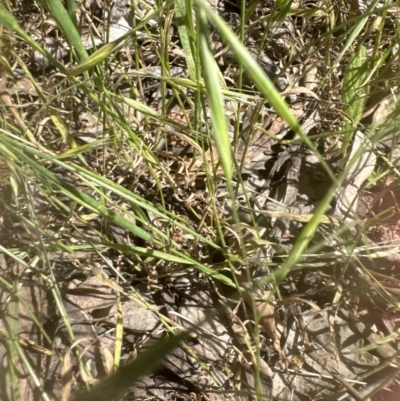 Bromus diandrus (Great Brome) at Cook, ACT - 25 Nov 2022 by lbradley