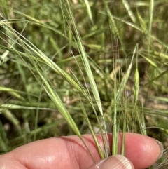 Bromus diandrus at Cook, ACT - 25 Nov 2022