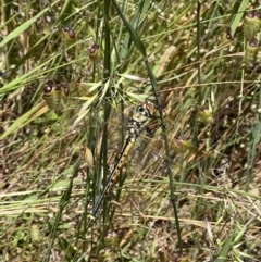 Hemicordulia tau (Tau Emerald) at Murrumbateman, NSW - 25 Nov 2022 by SimoneC