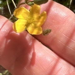 Hypericum gramineum (Small St Johns Wort) at Aranda Bushland - 25 Nov 2022 by lbradley