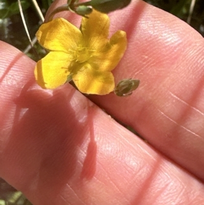 Hypericum gramineum (Small St Johns Wort) at Aranda Bushland - 25 Nov 2022 by lbradley