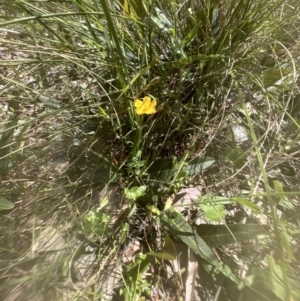 Hypericum gramineum at Cook, ACT - 25 Nov 2022 02:45 PM