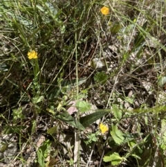 Hypericum gramineum at Cook, ACT - 25 Nov 2022 02:45 PM