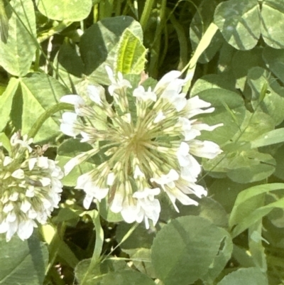 Trifolium repens (White Clover) at Aranda, ACT - 25 Nov 2022 by lbradley