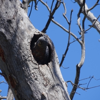 Callocephalon fimbriatum (Gang-gang Cockatoo) at O'Malley, ACT - 25 Nov 2022 by Mike