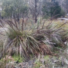 Unidentified Rush, Sedge or Mat Rush at Bemboka, NSW - 24 Nov 2022 by mahargiani