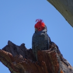 Callocephalon fimbriatum (Gang-gang Cockatoo) at O'Malley, ACT - 25 Nov 2022 by Mike