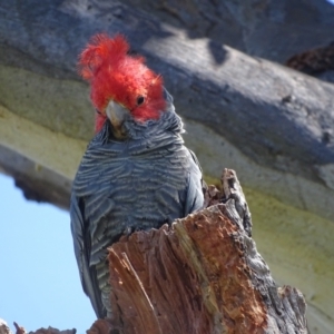 Callocephalon fimbriatum at O'Malley, ACT - 25 Nov 2022