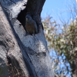 Callocephalon fimbriatum at O'Malley, ACT - suppressed