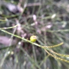 Leptomeria acida (Native Currant, Sour Currant Bush) at Bemboka, NSW - 25 Nov 2022 by mahargiani