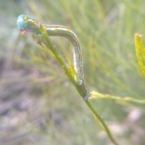 Chlenias (genus) at Bemboka, NSW - 25 Nov 2022 09:33 AM