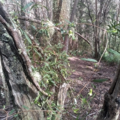 Unidentified Climber or Mistletoe at Bemboka, NSW - 24 Nov 2022 by mahargiani