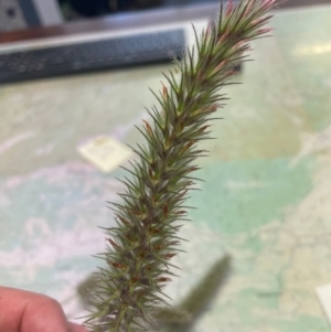 Trifolium angustifolium at Paddys River, ACT - 25 Nov 2022 03:55 PM