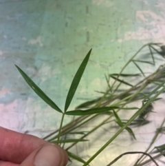 Trifolium angustifolium at Paddys River, ACT - 25 Nov 2022 03:55 PM