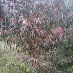 Eucalyptus (genus) (A Gum Tree) at Bemboka, NSW - 25 Nov 2022 by mahargiani