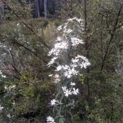 Olearia lirata (Snowy Daisybush) at Bemboka, NSW - 24 Nov 2022 by mahargiani