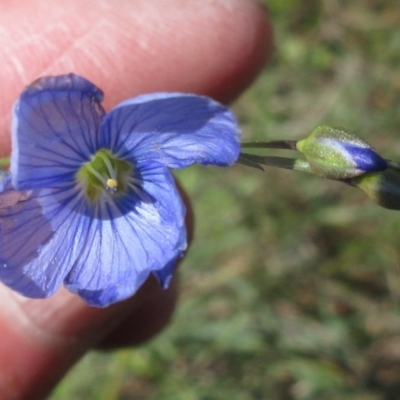 Linum marginale (Native Flax) at Weetangera, ACT - 24 Nov 2022 by sangio7