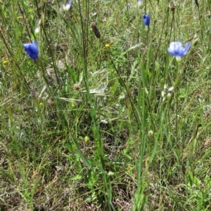 Linum marginale at Weetangera, ACT - 24 Nov 2022 12:39 PM