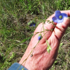 Linum marginale at Weetangera, ACT - 24 Nov 2022